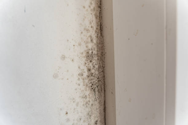 Professional Mold Removal in Lower Burrell, PA