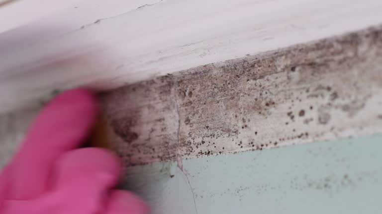 Mold Remediation for Rental Properties in Lower Burrell, PA